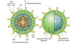 Анализ на вирус эпштейна барра: методы и подходы