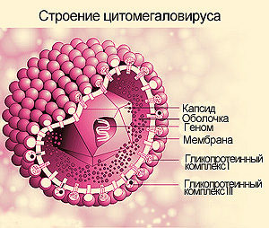 Чем опасен цитомегаловирус: особенности и группы риска