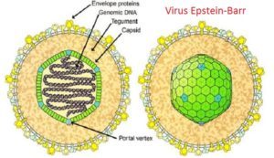 Эпштейн барра вирус: лечение и симптомы инфекции