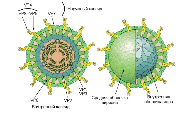 Анализ на вирус эпштейна барра: методы и подходы