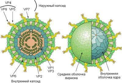Симптомы ротавирусная инфекция: опасность заболевания