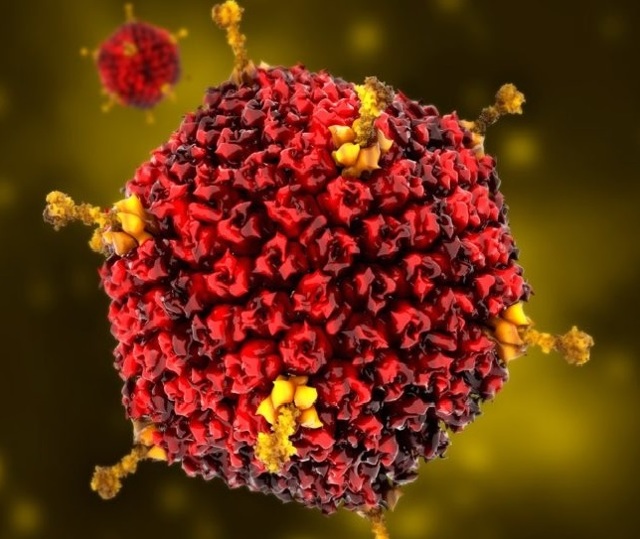 Аденовирусы: виды, способы заражения, симптомы и лечение