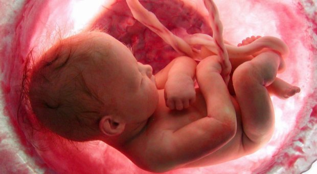 Внутриутробная инфекция при беременности: возбудители и диагностика