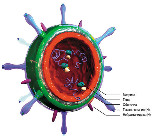 Ротавирус: иммунитет, особенности его формирования