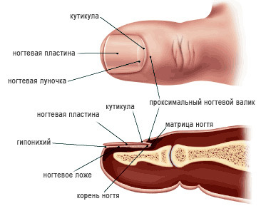 Лечение грибка ногтей (онихомикоза) лазером