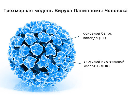 Вирус папилломы человека - что это такое и как его лечить?