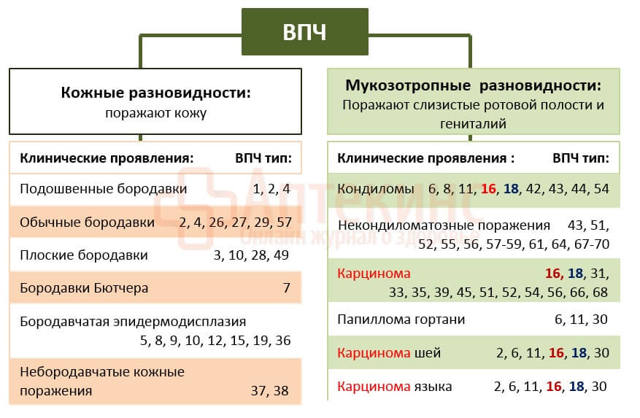 Впч 16 и 18 типа - что это значит и как его лечить?